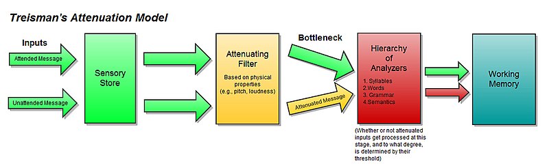 treisman_attenuation_model.jpg